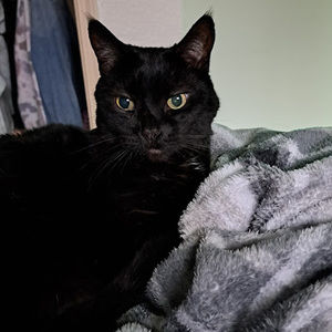 Meet your Posher, Ava